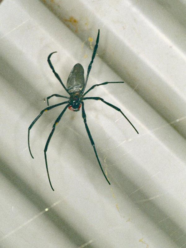 Nephila_pilipes_F0744_Z_79_Palmerstone park_Australie.jpg